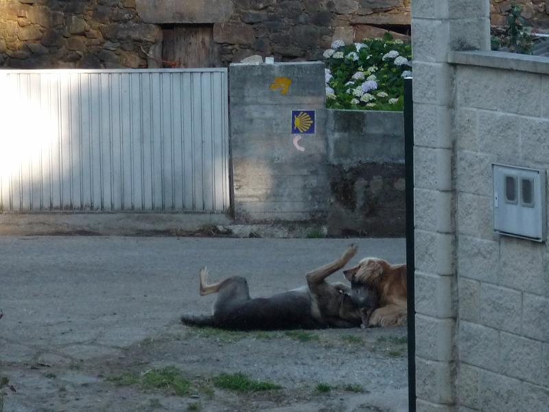 P1040386.JPG - amigos perros